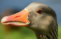 goose-3540613__3401